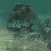 Impacto Marino: Inicia formación del primer arrecife artificial en Río Lagartos