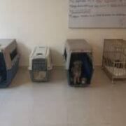 ¡Tras las rejas! Envían a prisión a sujetos por maltrato de cachorros en Mérida