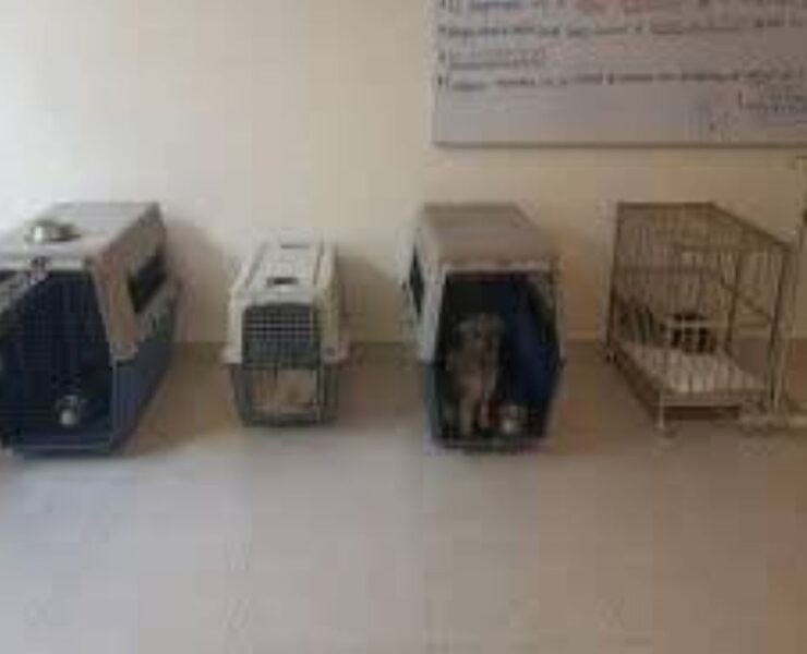 ¡Tras las rejas! Envían a prisión a sujetos por maltrato de cachorros en Mérida