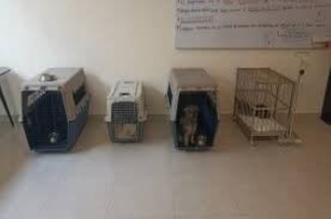 ¡Tras las rejas! Envían a prisión a sujetos por maltrato de cachorros en Mérida