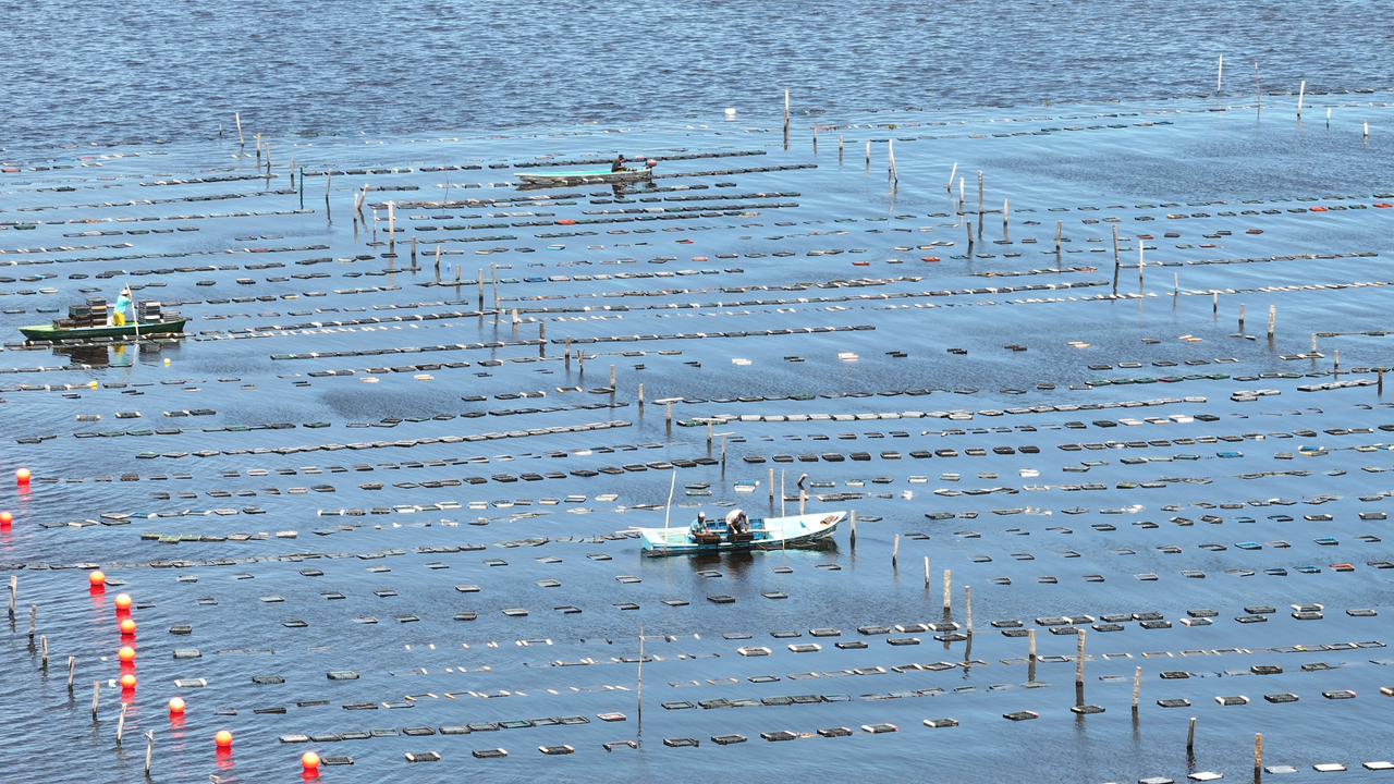 productos acuícolas de Pescando Vida en Villahermosa