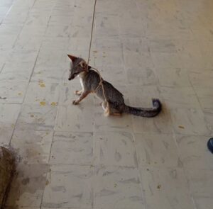 Un ejemplar juvenil de zorra fue asegurado dentro de un predio en el municipio de Ixil