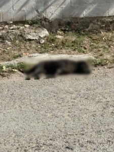 Enven3namiento perros en Tizimín: Horror y alerta vecinal