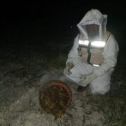 Ataque de abejas en La Unión deja animales muertos