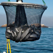 Semar confisca mil 400 kilogramos: ¡impactante operativo!