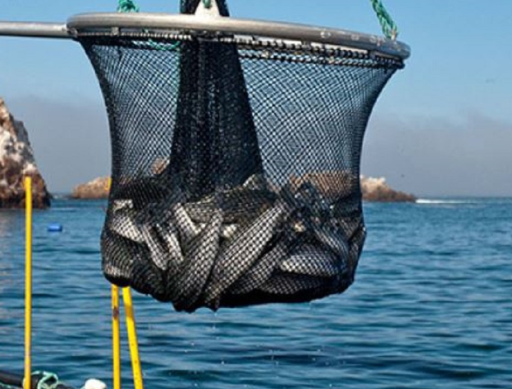 Semar confisca mil 400 kilogramos: ¡impactante operativo!