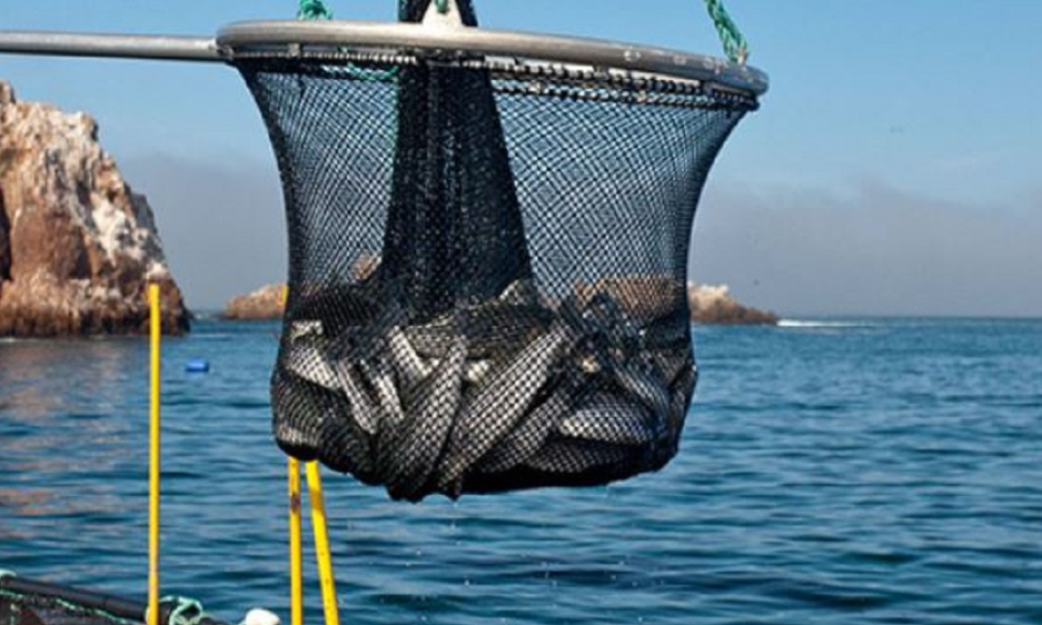 Semar confisca mil 400 kilogramos: ¡impactante operativo!