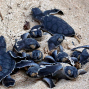 Activistas alertan sobre amenaza a la anidación urgente