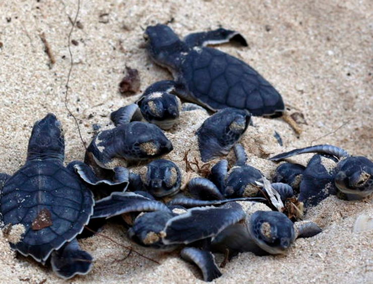 Activistas alertan sobre amenaza a la anidación urgente