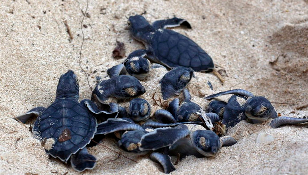 Activistas alertan sobre amenaza a la anidación urgente