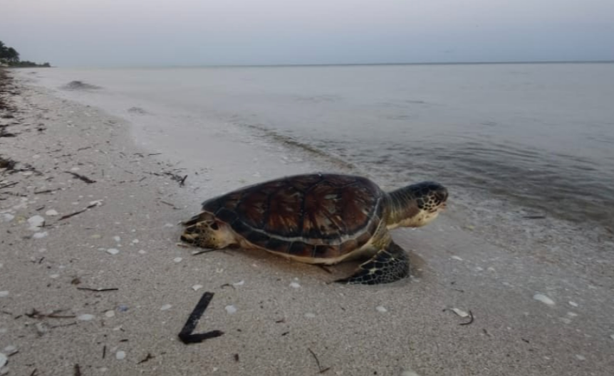 La intervención de autoridades y organizaciones