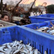 Golpe a la pesca ilegal sacude Campeche gracias a la Marina