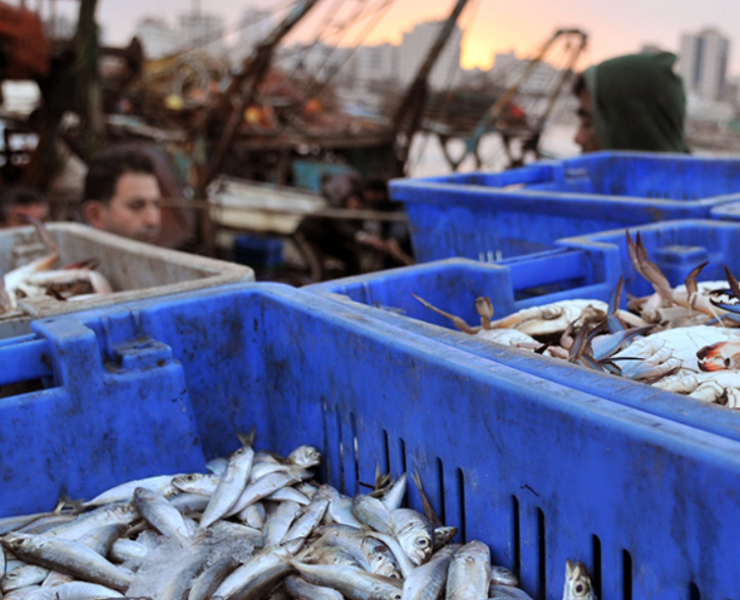 Golpe a la pesca ilegal sacude Campeche gracias a la Marina