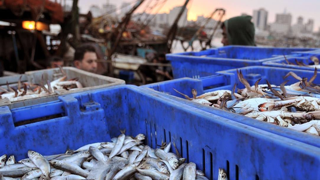 Golpe a la pesca ilegal sacude Campeche gracias a la Marina