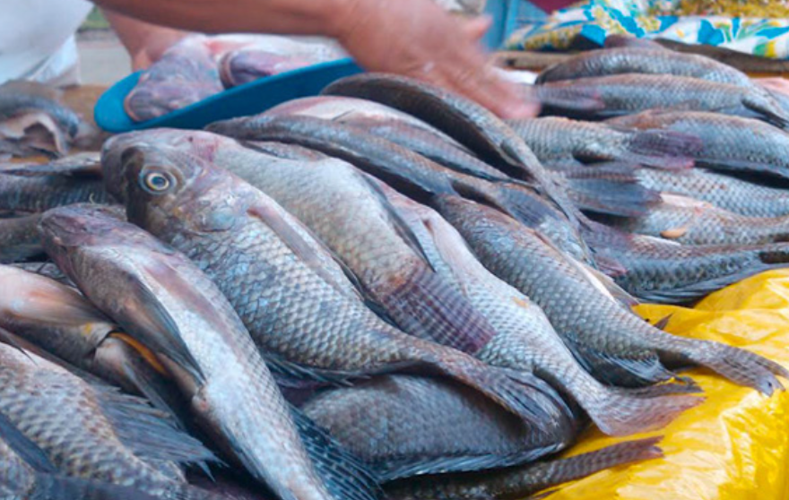 Experiencia culinaria basada en frescura