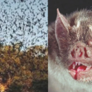 Naturaleza y turismo responsable en Campeche sorprendente