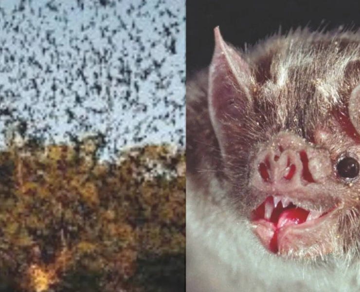 Naturaleza y turismo responsable en Campeche sorprendente