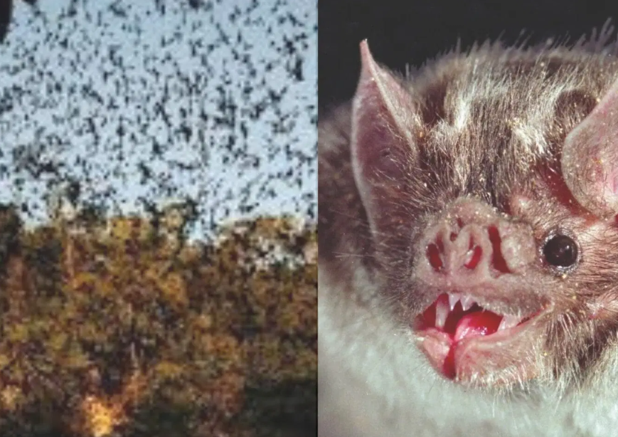 Naturaleza y turismo responsable en Campeche sorprendente