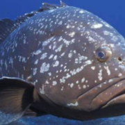 El Mero vuelve a Campeche sorprende llenando las redes de pesca