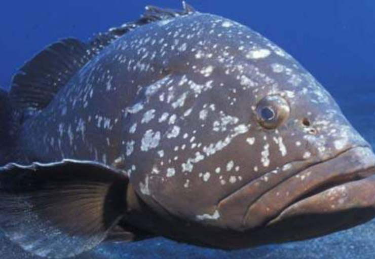 El Mero vuelve a Campeche sorprende llenando las redes de pesca