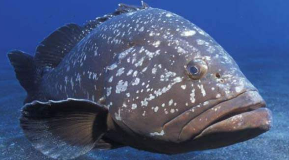 El Mero vuelve a Campeche sorprende llenando las redes de pesca