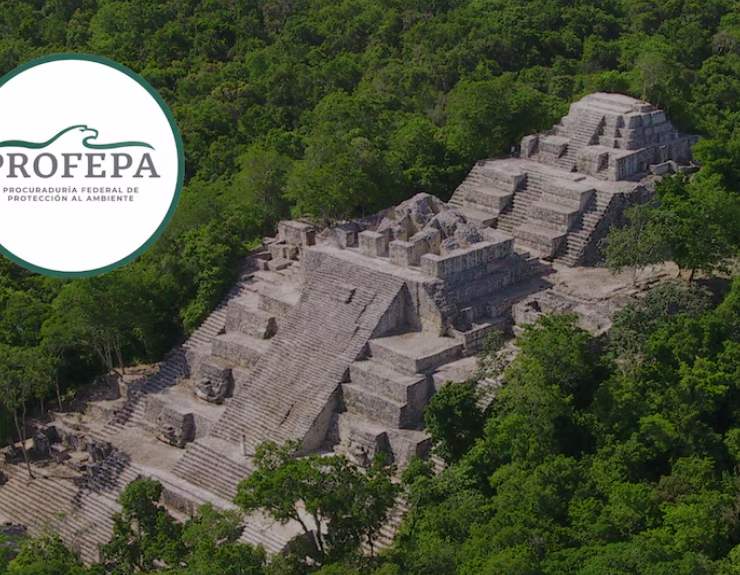 Deforestan Reserva de la Biósfera Calakmul y la Profepa interviene