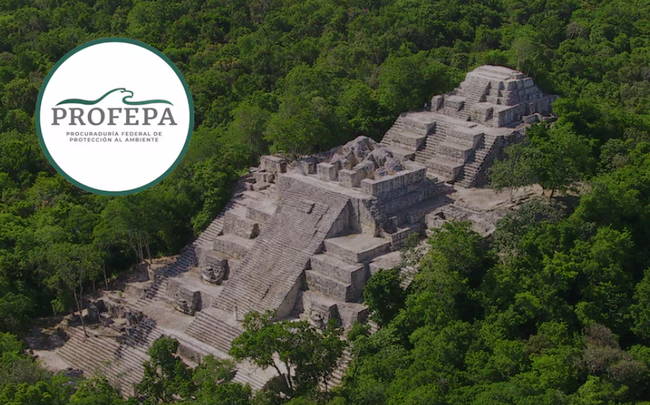 Deforestan Reserva de la Biósfera Calakmul y la Profepa interviene