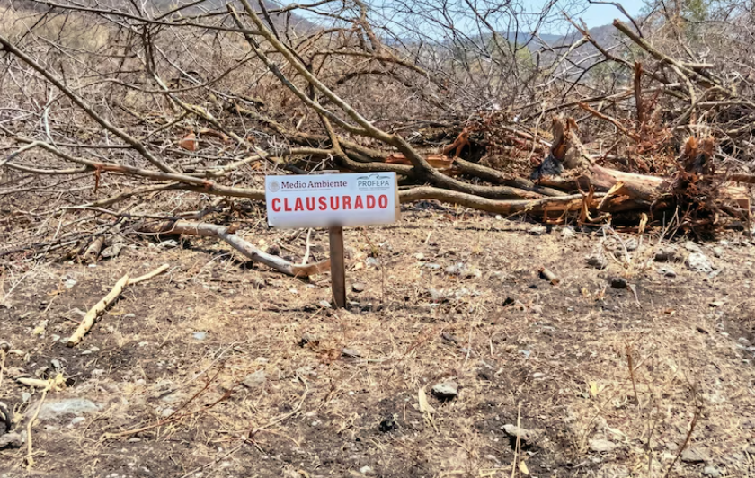 Impacto ambiental en la selva de Calakmul