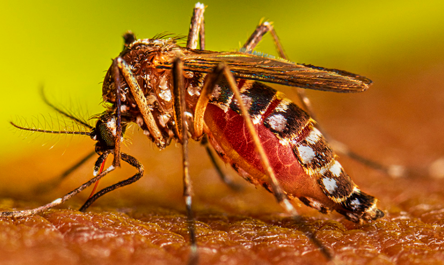 Medidas urgentes en escuelas y colonias