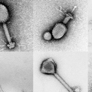 Un virus marino podría haber saltado a humanos por primera vez