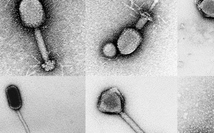 Un virus marino podría haber saltado a humanos por primera vez