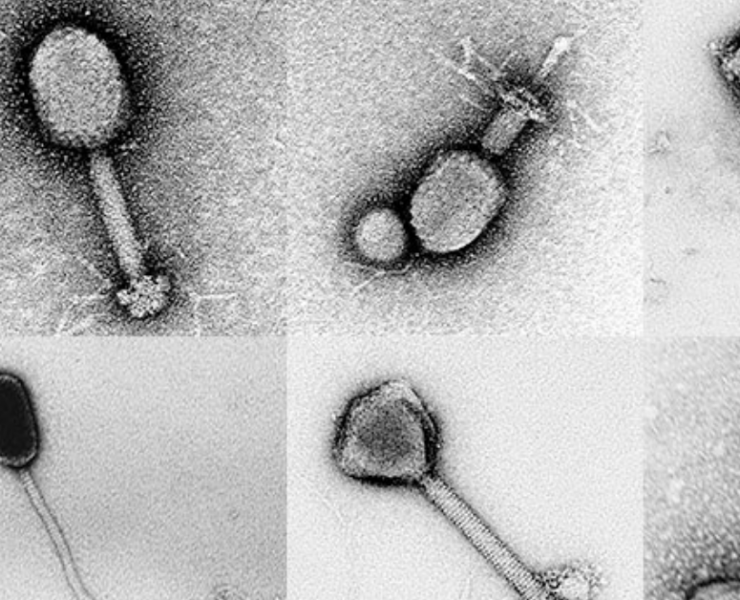 Un virus marino podría haber saltado a humanos por primera vez