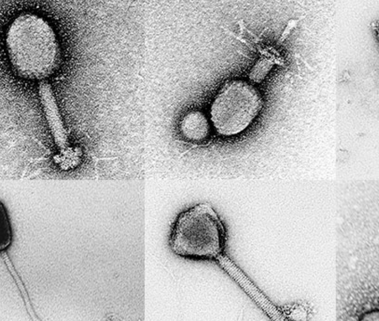 Un virus marino podría haber saltado a humanos por primera vez