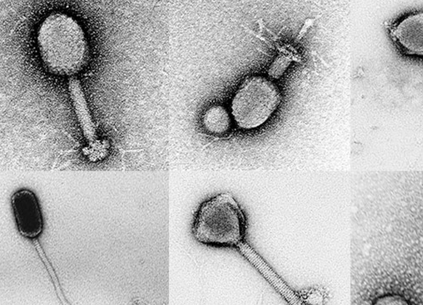 Un virus marino podría haber saltado a humanos por primera vez