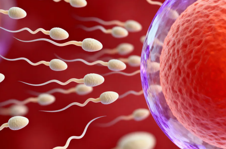 Se logra avance hacia el anticonceptivo masculino