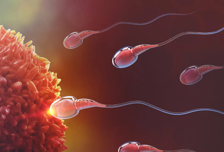 Se logra avance hacia el anticonceptivo masculino