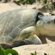 Primera anidación de tortuga lora sorprende Campeche