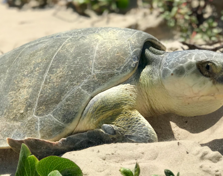 Primera anidación de tortuga lora sorprende Campeche