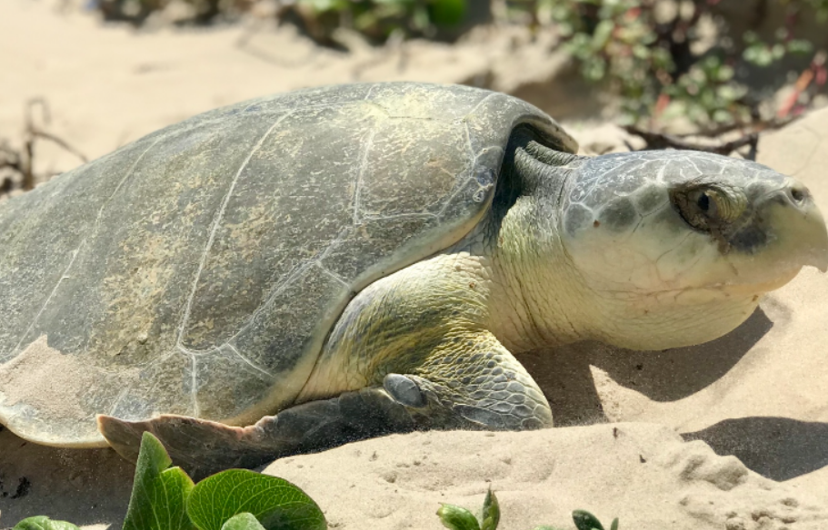 Primera anidación de tortuga lora sorprende Campeche