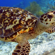 Reportan 148 huevos de tortuga bajo resguardo y sorprende a Champotón