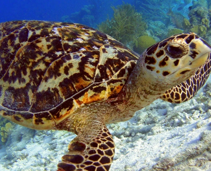 Reportan 148 huevos de tortuga bajo resguardo y sorprende a Champotón