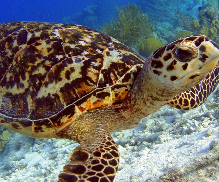 Reportan 148 huevos de tortuga bajo resguardo y sorprende a Champotón