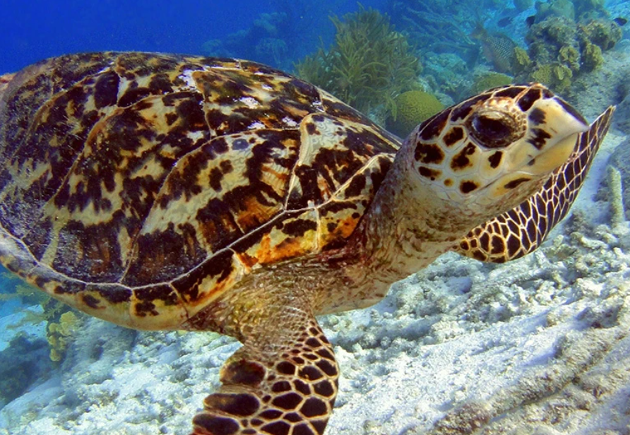 Reportan 148 huevos de tortuga bajo resguardo y sorprende a Champotón