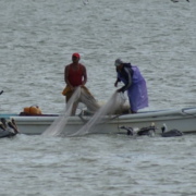 Cédulas marcan el camino a apoyos urgentes a pescadores