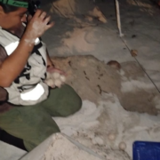 Continúan llegando tortugas a Campeche en una temporada de anidación sin igual