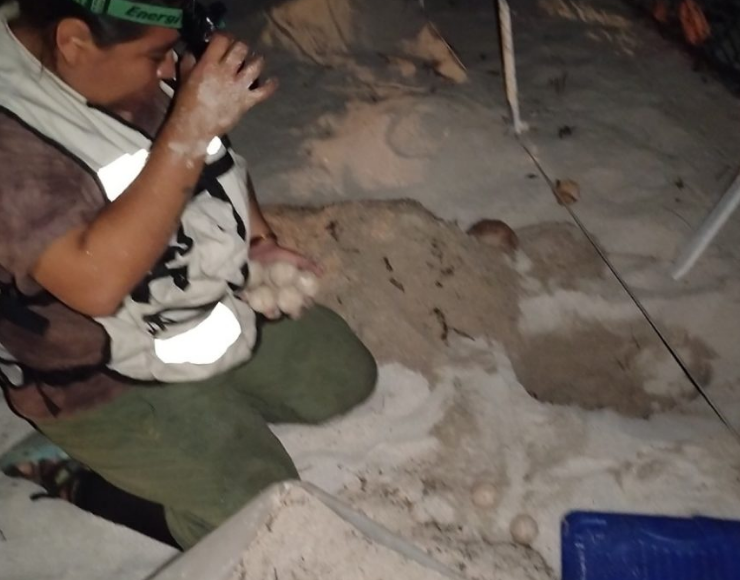 Continúan llegando tortugas a Campeche en una temporada de anidación sin igual