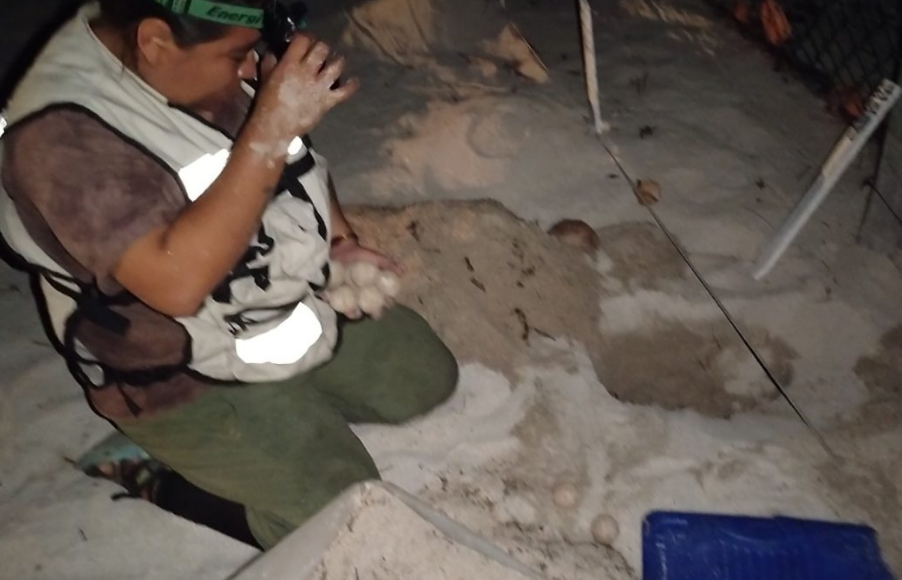 Continúan llegando tortugas a Campeche en una temporada de anidación sin igual