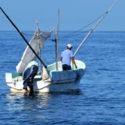 Capturan pescados con manchas de crudo: alerta marina