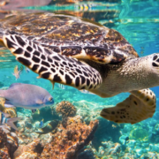 El Ejército lucha por salvar tortugas: alerta marina