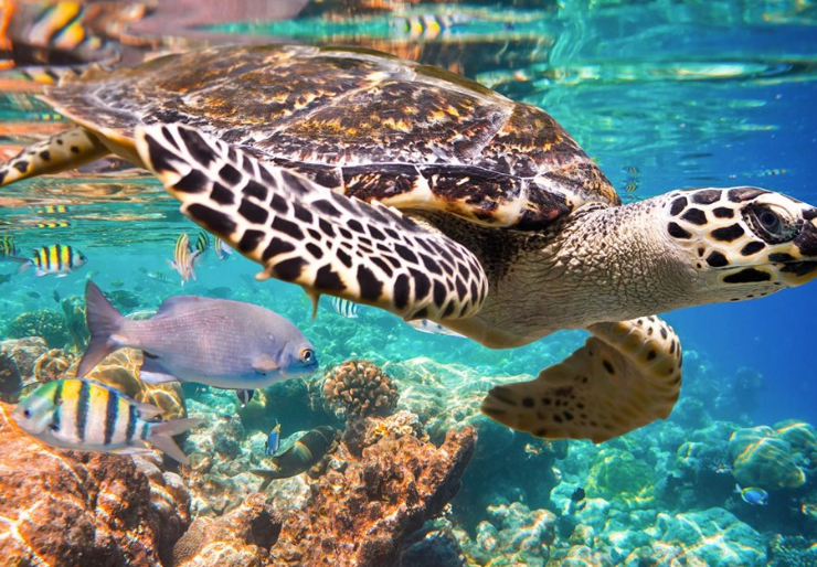 El Ejército lucha por salvar tortugas: alerta marina